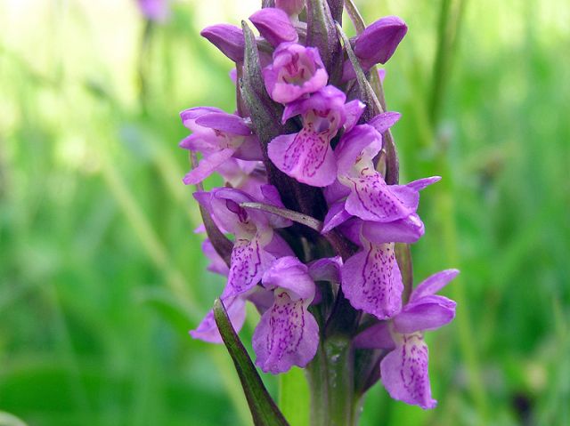 Dactylorhiza incarnata subsp. incarnata (L.) Soņ Dactylorhiza incarnata subsp. incarnata (L.) Soņ