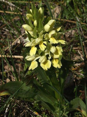 Dactylorhiza insularis (Sommier) Landwehr Dactylorhiza insularis (Sommier) Landwehr