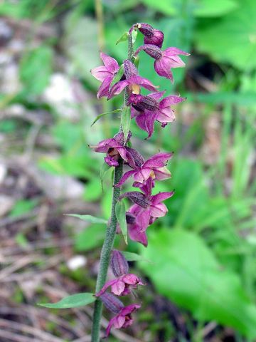 Epipactis atrorubens (Hoffm. ex Bernh.) Besser Epipactis atrorubens (Hoffm. ex Bernh.) Besser