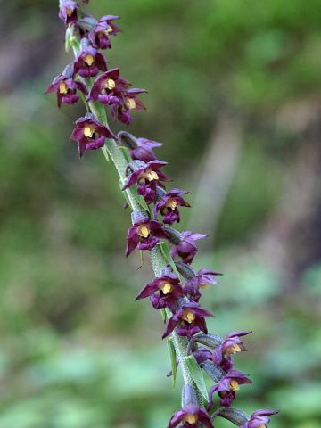 Epipactis atrorubens (Hoffm. ex Bernh.) Besser Epipactis atrorubens (Hoffm. ex Bernh.) Besser