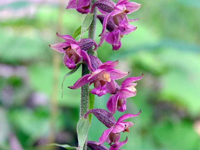 Epipactis atrorubens (Hoffm. ex Bernh.) Besser Epipactis atrorubens (Hoffm. ex Bernh.) Besser