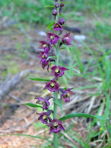 Epipactis atrorubens (Hoffm. ex Bernh.) Besser Epipactis atrorubens (Hoffm. ex Bernh.) Besser