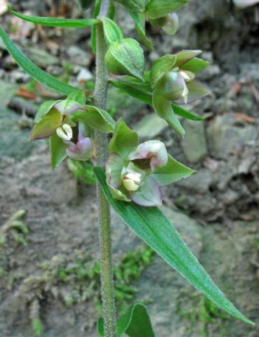 Epipactis helleborine subsp. helleborine (L.) Crantz Epipactis helleborine subsp. helleborine (L.) Crantz