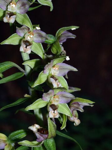 Epipactis helleborine subsp. helleborine (L.) Crantz Epipactis helleborine subsp. helleborine (L.) Crantz