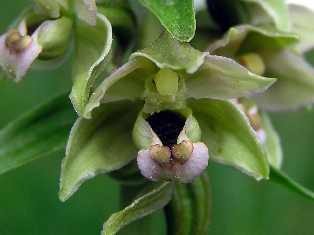 Epipactis helleborine subsp. helleborine (L.) Crantz Epipactis helleborine subsp. helleborine (L.) Crantz