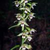 Epipactis helleborine (L.) Crantz
