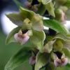 Epipactis helleborine (L.) Crantz
