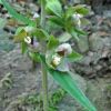 Epipactis helleborine (L.) Crantz
