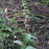Epipactis helleborine (L.) Crantz