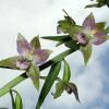 Epipactis helleborine (L.) Crantz