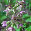 Epipactis helleborine (L.) Crantz