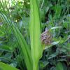 Dactylorhiza incarnata (L.) So�