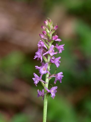 Gymnadenia odoratissima (L.) Rich. Gymnadenia odoratissima (L.) Rich.