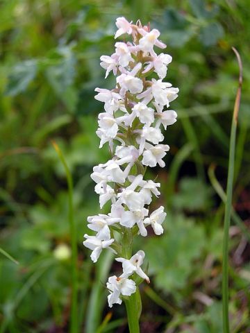 Gymnadenia odoratissima (L.) Rich. Gymnadenia odoratissima (L.) Rich.