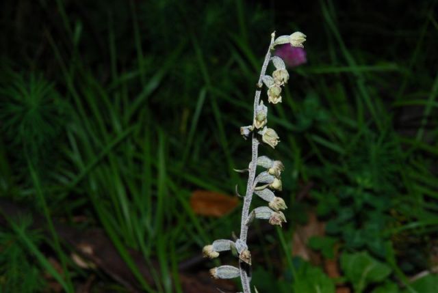 Epipactis microphylla (Ehrh.) Sw. Epipactis microphylla (Ehrh.) Sw.