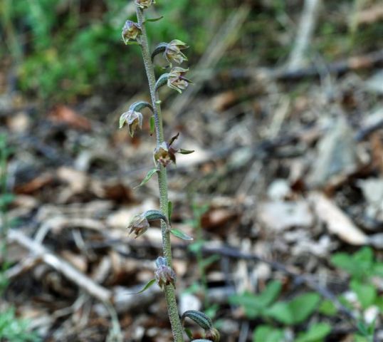 Epipactis microphylla (Ehrh.) Sw. Epipactis microphylla (Ehrh.) Sw.