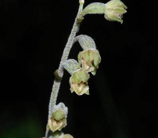 Epipactis microphylla (Ehrh.) Sw. Epipactis microphylla (Ehrh.) Sw.