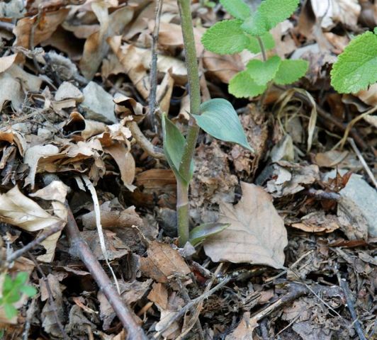 Epipactis microphylla (Ehrh.) Sw. Epipactis microphylla (Ehrh.) Sw.