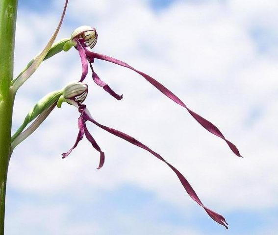 Himantoglossum adriaticum H. Baumann Himantoglossum adriaticum H. Baumann