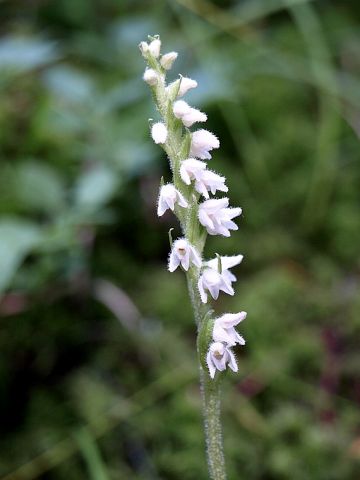 Goodyera repens (L.) R. Br. Goodyera repens (L.) R. Br.