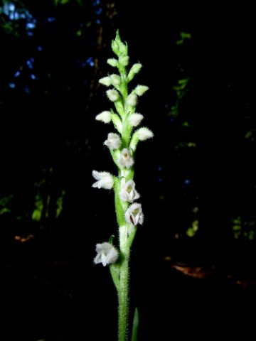 Goodyera repens (L.) R. Br. Goodyera repens (L.) R. Br.