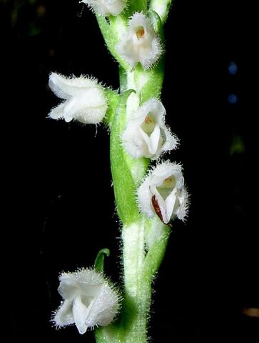 Goodyera repens (L.) R. Br. Goodyera repens (L.) R. Br.