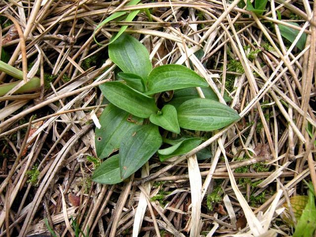 Goodyera repens (L.) R. Br. Goodyera repens (L.) R. Br.