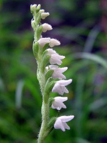 Goodyera repens (L.) R. Br. Goodyera repens (L.) R. Br.