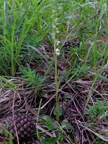 Goodyera repens (L.) R. Br. Goodyera repens (L.) R. Br.