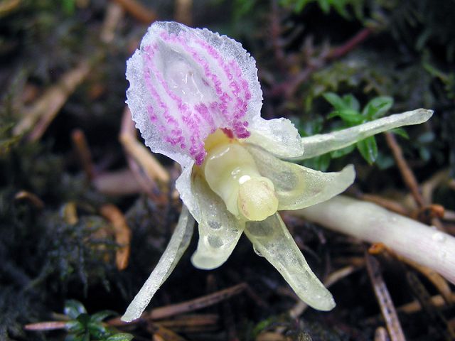 Epipogium aphyllum Sw. Epipogium aphyllum Sw.