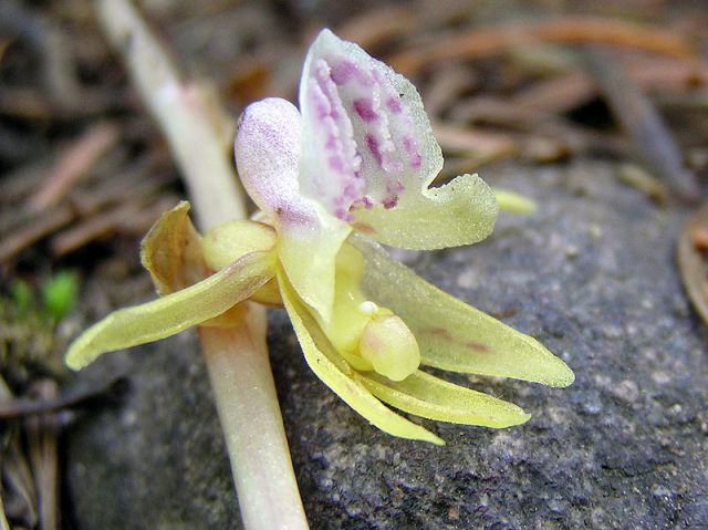 Epipogium aphyllum Sw. Epipogium aphyllum Sw.