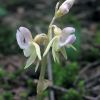 Epipogium aphyllum Sw.