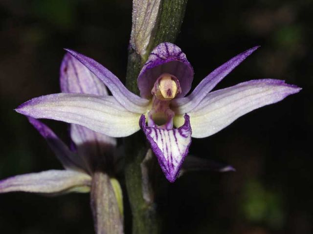 Limodorum abortivum (L.) Sw. Limodorum abortivum (L.) Sw.