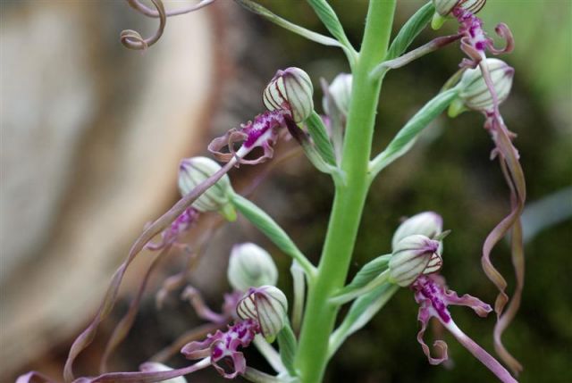Himantoglossum adriaticum H. Baumann Himantoglossum adriaticum H. Baumann