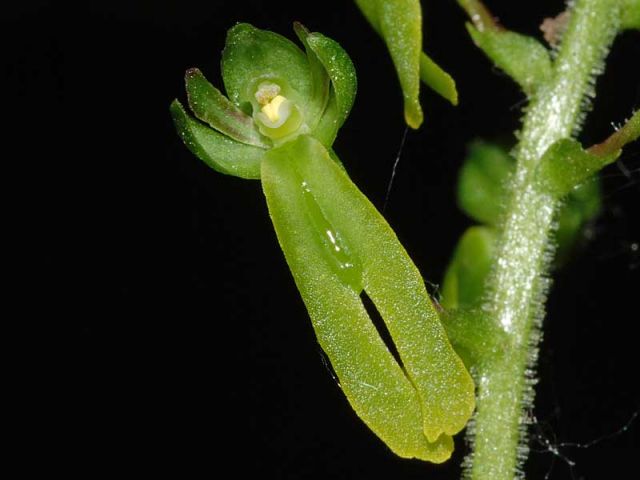 Listera ovata (L.) R. Br. Listera ovata (L.) R. Br.