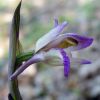 Limodorum abortivum (L.) Sw.
