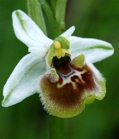 Ophrys holosericea subsp. holosericea (Burm.f.) Greuter Ophrys holosericea subsp. holosericea (Burm.f.) Greuter