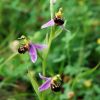 Ophrys apifera Hudson