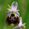 Ophrys fuciflora (F.W. Schmidt) Moench