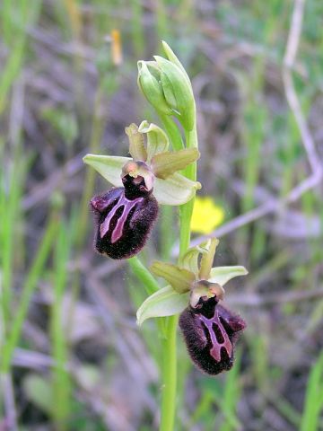 Ophrys incubacea subsp. incubacea Bianca Ophrys incubacea subsp. incubacea Bianca