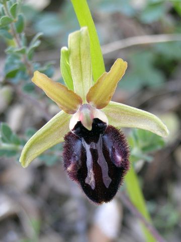 Ophrys incubacea subsp. incubacea Bianca Ophrys incubacea subsp. incubacea Bianca