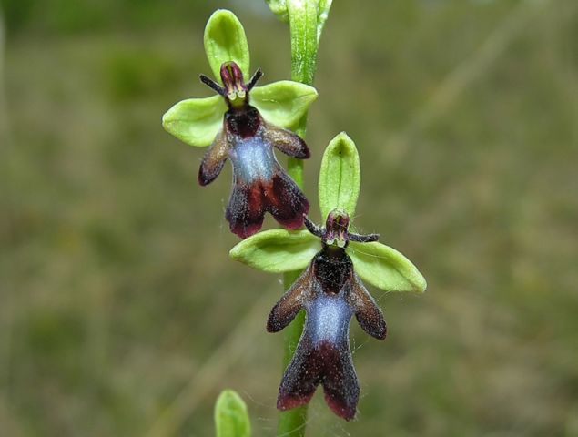 Ophrys insectifera L. Ophrys insectifera L.