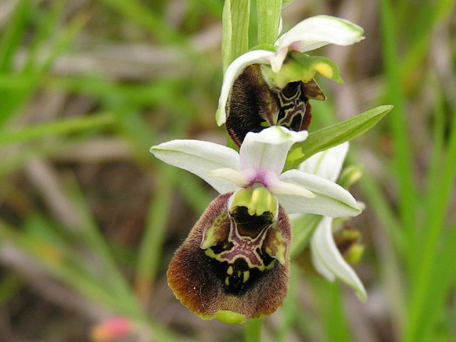 Ophrys holosericea subsp. holosericea (Burm.f.) Greuter Ophrys holosericea subsp. holosericea (Burm.f.) Greuter