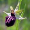 Ophrys incubacea Bianca