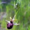 Ophrys incubacea Bianca