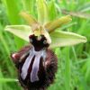 Ophrys incubacea Bianca