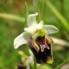 Ophrys fuciflora (F.W. Schmidt) Moench