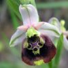 Ophrys fuciflora (F.W. Schmidt) Moench