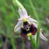 Ophrys fuciflora (F.W. Schmidt) Moench