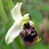 Ophrys fuciflora (F.W. Schmidt) Moench